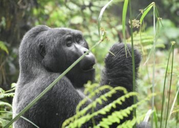 Strolling Softly Into the Global of Mountain Gorillas