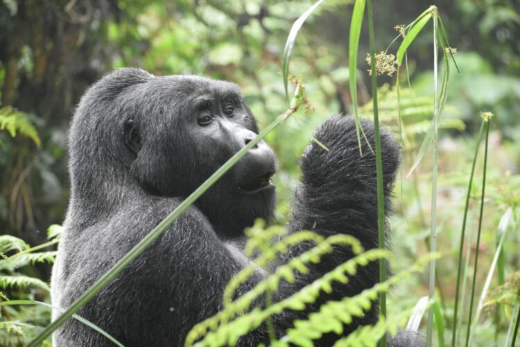Strolling Softly Into the Global of Mountain Gorillas