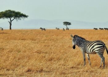 Why an African Safari Feels Like Stepping Into Any other International