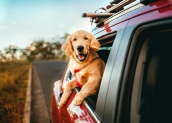 6 Coaching Behavior That Make Canines More straightforward to Shuttle With