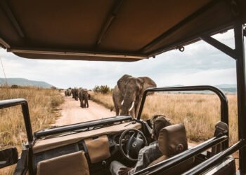 A Information to the Global’s Maximum Sumptuous Safari Reviews