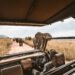 A Information to the Global’s Maximum Sumptuous Safari Reviews