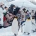 Antarctica: Environmental Dangers Greater with the Numbers of Vacationers