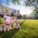 Disney Global’s Reimagined Studio Lot & New Display Cushy Opened. Take a First Take a look at the Large Placemaking Win!