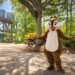 Disney Global Provides Loose Lodge & Room Facilities for Younger Households