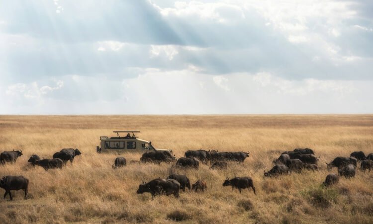 A Solo Feminine Traveler’s Information to Serengeti Safaris