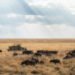 A Solo Feminine Traveler’s Information to Serengeti Safaris