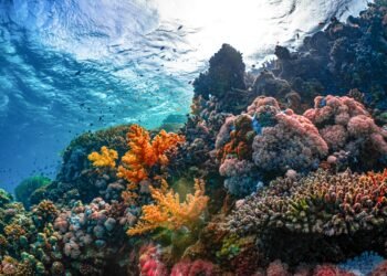 No Enjoy Required: Uncover Deep-Ocean Sightseeing With Floor Snorkel Cages