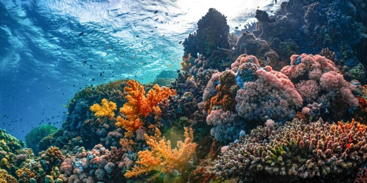 No Enjoy Required: Uncover Deep-Ocean Sightseeing With Floor Snorkel Cages