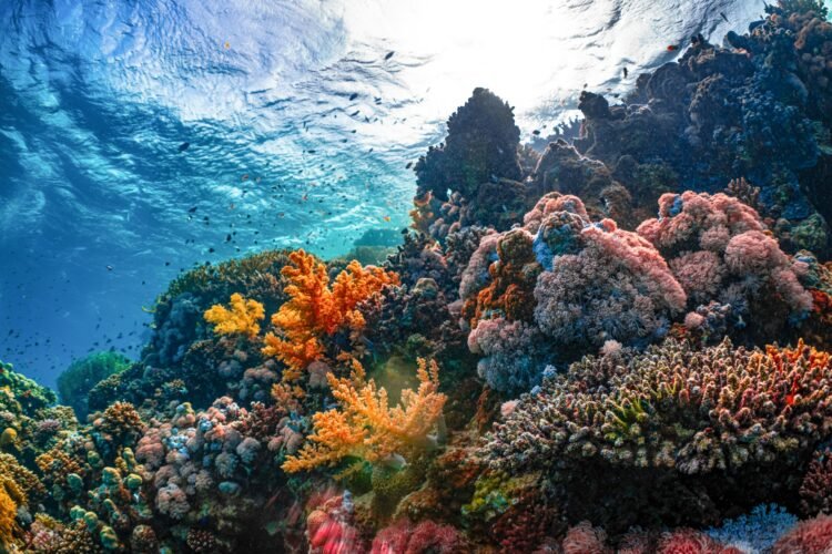 No Enjoy Required: Uncover Deep-Ocean Sightseeing With Floor Snorkel Cages
