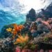 No Enjoy Required: Uncover Deep-Ocean Sightseeing With Floor Snorkel Cages
