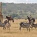 Kenya Grew Up Whilst I Was once Away