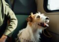 How Psychiatric Carrier Canine Letters Impact Public Get right of entry to Rights for Vacationers in 2026