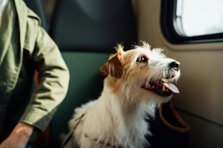 How Psychiatric Carrier Canine Letters Impact Public Get right of entry to Rights for Vacationers in 2026