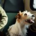 How Psychiatric Carrier Canine Letters Impact Public Get right of entry to Rights for Vacationers in 2026